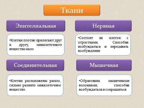 Photo of Что такое ткани и их классификация